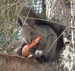 ゴータマ・ヒソカ